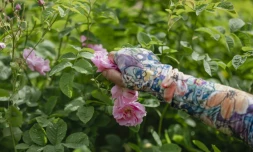 Récolte de roses centifolia dans les jardins du Domaine de la Rose, propriété de Lancôme, le 26 mai 2025 à Grasse, dans le sud de la France