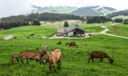 Des chèvres paissent sur le plateau de Beauregard, à proximité de la station de ski de La Clusaz, le 7 juin 2021
