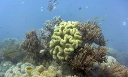 Des coraux de la Grande Barrière, le 22 septembre 2014 en Australie