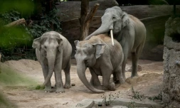Des éléphants d'Asie dans leur enclos du zoo de Zurich, le 27 juillet 2022 en Suisse