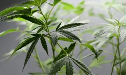 L'Uruguay a commencé à vendre en pharmacies du cannabis pour un usage récréatif, sous contrôle de l'Etat, une première au monde