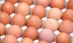 Oeufs contaminés: distributeurs et industriels se renvoient la responsabilité