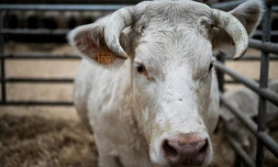 La vache Ideale, égérie du Salon de l'Agriculture, le 21 février 2020 à la Porte de Versaille, à Paris