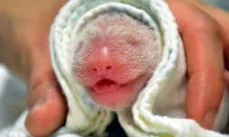 Photo diffusée le 29 juin par le zoo de Taipei d'un bébé panda né le 28 juin à Taïwan