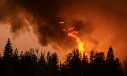 Une forêt en train de brûler pendant l'incendie "Oak Fire" dans l'Etat de Californie, le 23 juillet 2022 