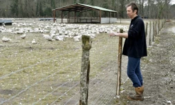 L'éleveur de canards français Bertrand Duval dans sa ferme à Bourriot-Bergonce, dans le sud-ouest de la France, le 22 février 2017