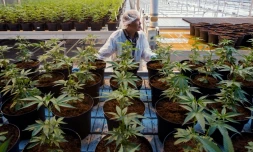 Une plantation de cannabis, le 12 octobre 2018 à Lincoln, au Canada