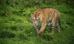 Un tigre de Sibérie dans le parc de Hengdaohezi, où sont élevés des tigres, dans le nord-est de la Chine, le 23 août 2017
