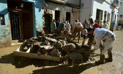 Des habitants de Paiporta nettoient et déblaient une rue de la ville, près de Valence (Espagne), le 10 novembre 2024, après les inondations meurtrières du 29 octobre