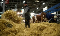 Un éleveur apporte de la paille sur son stand au Salon de l'agriculture, à Paris, le 25 février 2022
