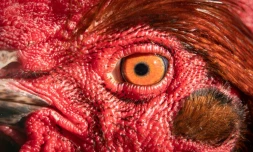 Un coq à Francfort, le 25 février 2019