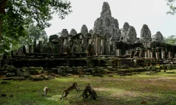 Des singes jouent à proximité des temples  d'Angkor Wat, le 7 juillet 2022 à Siem Reap, au Cambodge