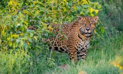 Un jaguar de cinq ans nommé Jatobazinho, relâché dans le parc national Ibera au nord-est de l'Argentine, le 31 décembre 2021