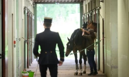 Une palefrenière du Cadre Noir de Saumur prépare un cheval pour un écuyer avant un spectacle matinal, le 5 juin 2025 en Maine-et-Loire
