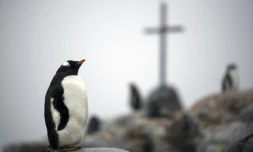 Un manchot papou sur l'île de Petermann dans l'Antarctique, le 2 mars 2016