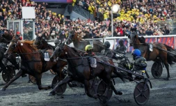 Le driver Franck Nivard, au centre, sur Hokkaido Jiel, à l'hippodrome de Vincennes à Paris lors du Prix d'Amérique le 25 janvier 2026