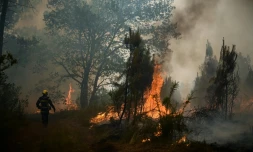 Un pompier se positionne sur un feu de forêt près de Louchats, à environ 35 km de Landiras en Gironde, le 18 juillet 2022