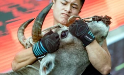 Démonstration de tauromachie traditionnelle sans mise à mort par un professionnel des arts martiaux à Jiaxing en Chine, le 29 septembre 2018