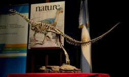 Réplique d'un squelette de Chilesaurus, un herbivore à l'allure de carnivore, au musée Bernardino Rivadavia à Buenos Aires, en Argentine, le 23 juin 2015