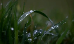 Photo d'archives d'une prairie située sur l'impluvium des eaux Evian à Féternes, en Haute-Savoie, le 16 décembre 2026