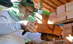 L'apiculteur Luiz Lustosa montre une ruche d'abeilles natives brésiliennes à l'Institut Abelha Nativa de Brasilia, le 10 juillet 2022
