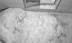 Des bébés ours polaires au Marineland d'Antibes, le 28 janvier 2020
