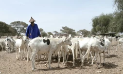 Un éleveur et son troupeau de moutons au marché à bétail de Sewekhaye, au Sénégal, le 14 juin 2023