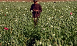 Une plantation de pavot au district de Zhari à Kandahar, en Afghanistan, le 28 mars 2022