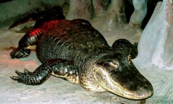 Photo transmise par le zoo de Moscou le 24 mai 2020 de l'alligator Saturne, prise au zoo moscovite à une date indéterminée