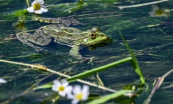 Une grenouille dans l'ArdĂšche, prĂšs de Vallon-Pont-d'Arc, le 7 mai 2020