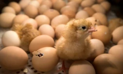 Des poussins dans une couveuse au Salon de l'agriculture, à Paris le 26 février 2017