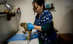 Un singe soigné par  Nicole Rivera Helbig, la vétérinaire responsable du centrede désintoxication pour primates, le 6 octobre 2015 à Peñaflor
