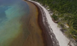 Des algues sargasses sur la plage du Gosier, le 23 avril 2018 en Guadeloupe