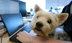 Le Yorkshire terrier Samson sur les genoux de son maître Trevor Watt, employé de l'entreprise Chandos Bird, le 5 mai 2022 à Ottawa, au Canada 