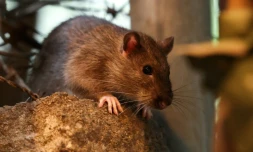 Un rat dans les rues de New York, le 1er août 2025
