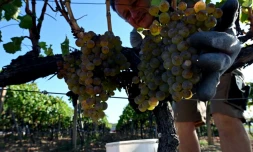 Un vendangeur de la région d'Herzégovine récolte des grappes de raisin, le 20 septembre 2023 prÚs de Ljubuski, en Bosnie-Herzégovine