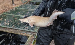 L'éleveur d'esturgeons, Stefan Astner, inspecte une femelle albinos, très rare, à la ferme d'élevage de Walter Gruell, à Groedig, près de Salzburg, le 15 décembre 2020
