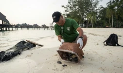Un défenseur de l'environnement s'occupe de tortues sur l'ßle de Mataking, en Malaisie, le 25 septembre 2026