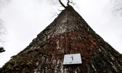 Le chĂȘne n°1 sĂ©lectionnĂ© pour la reconstruction de la flĂšche de Notre-Dame dĂ©truite dans un incendie en avril 2019, le 5 mars 2021 dans la forĂȘt de BercĂ©, Ă Jupilles, dans la Sarthe