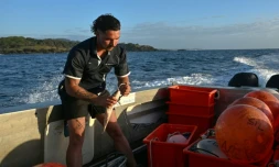 Charlie Kerr, membre du programme de surveillance des requins, prépare des lignes équipées d'hameçons appùtés reliées à des bouées connectées, le 10 novembre 2025 prÚs de Coffs Harbour, en Nouvelle-Galles du Sud, en Australie