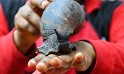 Un escargot géant sur la main d'une employée dans une ferme d'élevage à Azaguié, en CÎte d'Ivoire, le 23 novembre 2023