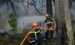 Des sapeurs-pompiers tentent d'éteindre l'incendie de forêt de Saint-Cannat, dans les Bouches-du-Rhône, le 15 juillet 2017