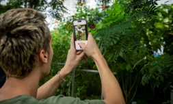 Un visiteur prend un papillon en photo et l'identifie à l'aide d'une intelligence artificielle à l'Insectarium de Montréal, au Québec, le 1er octobre 2024