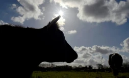 Redoublant de vigilance face à la canicule qui touche la France, les agriculteurs donnent davantage à boire à leurs animaux