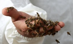 Des abeilles sur la main d'un apiculteur à Cokek, dans le sud-ouest de la Turquie, le 23 septembre 2021