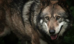 (ARCHIVES) - Photo prise le 15 octobre 2005 dans le Parc de Courzieu (France) d'un loup évoluant en captivité
