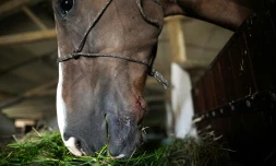 Vue prise le 7 septembre 2020 d'un cheval attaqué le 9 juillet à Criquetot-sur-Logueville
