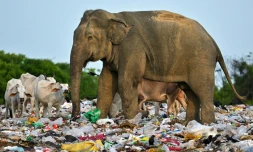 Un éléphant sauvage ingurgite des déchets plastiques dans une décharge, le 3 juin 2023 à Ampara (Sri Lanka)