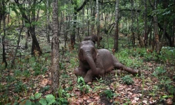 Des Ă©lĂ©phants, poussĂ©s par la faim, ont fui les camps dĂ©sertĂ©s par les touristes, le 4 jin 2020 dans une forĂȘt de la rĂ©gion de Chiang Mai, en ThaĂŻlande