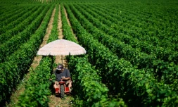 Un viticulteur au domaine de la Romanée Conti, en Côte-d'Or, se protège du soleil sous un parapluie le 1er juillet 2025